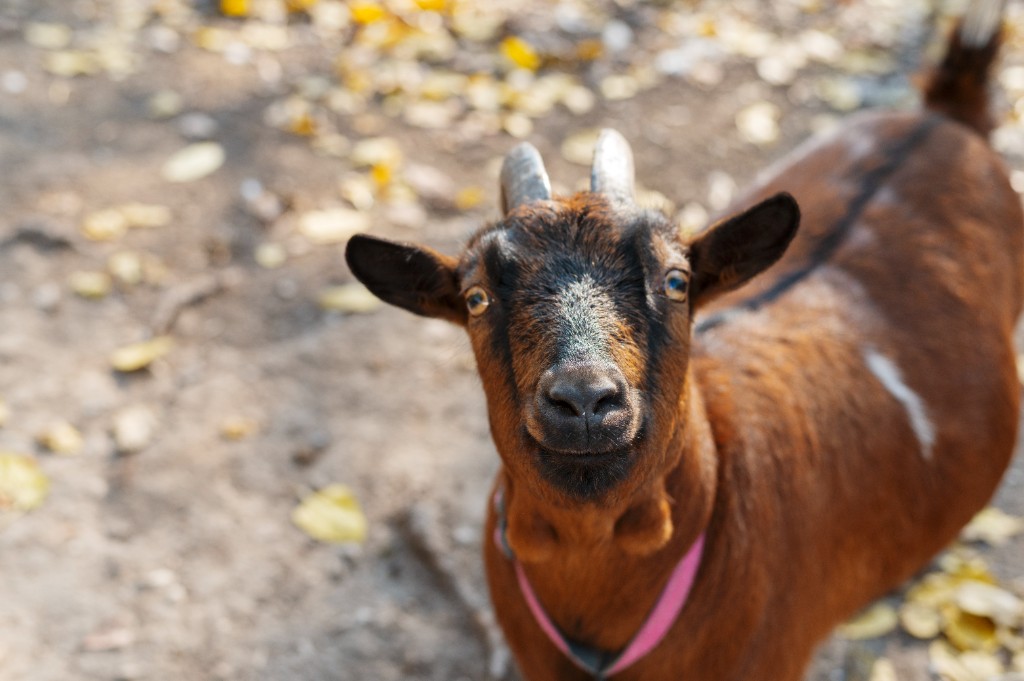 Farm Consulting